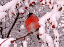 Как привлечь птиц в Ваш зимний сад