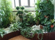 Размещение комнатных растений: азы фитодизайна. Часть 2
