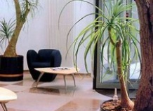 Растения для офисов, кабинетов, гостиниц и квартир
