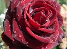 Роза - цветок памяти