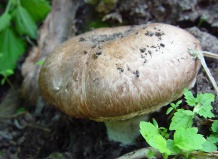 Технология разведения и выращивания грибов дома 