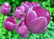 Тюльпаны – колыбельки для эльфов (Часть 3) - тюльпаны на Ваш Сад