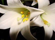 Сказание о лилиях, белая лилия как символ невинности, чистоты и непорочности - лилия на Ваш Сад