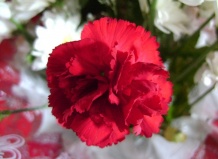 Гвоздика – цветок, обагренный кровью, роль гвоздики в истории Франции на Ваш Сад
