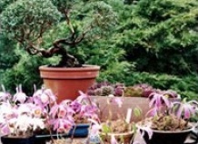 Комнатные хвойные растения: Араукария, Кипарис, Криптомерия на Ваш Сад