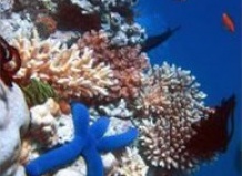 Коралловый риф – подводный рай