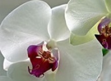 Жизнь орхидей. Часть 2