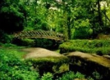 Лесной сад – «Берендево царство»