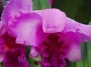 Способы выращивания орхидей 