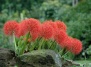 Кровавый цветок. Гемантус - Гемантусы, кровавый цветок, гемантус катарины, гемантус белоцветковый на Ваш Сад