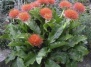 Лилия фейерверк. Скадоксус - скадоксус многоцветковый, Scadoxus, скадоксус на Ваш Сад