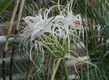 Мембранный цветок. ГИМЕНОКАЛЛИС. Hymenocallis.
