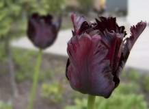 Магически завораживающая красота – тюльпан 