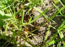 Что делать, если муравьи портят газоны