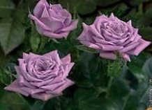 Комнатные розы. Cовременные миниатюрные розы