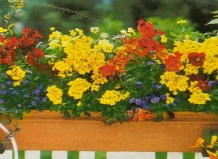 Как сохранить растения в хорошем состоянии на балконе и в саду во время отпуска