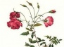 История роз и комнатные розы