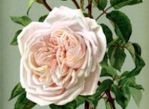 История роз и комнатные розы. История миниатюрной розы.