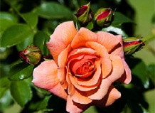 ADR-розы: здоровые и выносливые