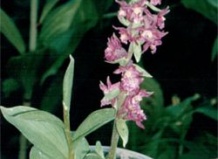Особая каста – садовая орхидея