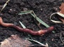 Земляные черви на газоне - выгодно, но иногда очень неприятно