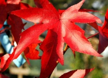 Красочный карнавал осенней листвы