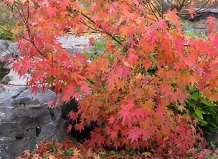 Японский клен: сказочные осенние краски