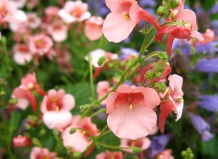 Диасция  - стелющееся растение, которое цветет весь сезон 