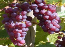Виноград из собственного сада