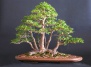 Многие начинающие любители бонсай полагают, что сохранение миниатюрности дерева, формы его кроны, созданной пропорции...