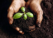 12 основных компонентов для выращивания комнатных растений