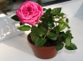 Выращиваем розы в комнатных условиях