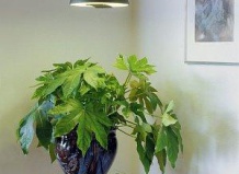 Искусственное освещение комнатных растений