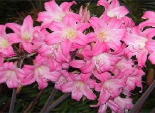 Амариллис: красочное цветение в середине зимы