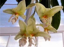  Стангопея или орхидея-бык