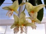  Стангопея или орхидея-бык