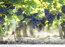 Особенности выращивания винограда