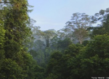 Растения тропического леса