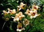 Лилейники – украшение сада на все лето