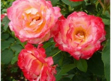 Садовые группы роз
