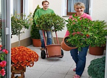 Кадочные растения - переезд на зимние квартиры