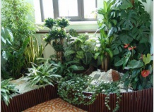 Размножение комнатных растений отводками и черенками