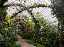 «Бродвей-шоу» орхидей в Нью-Йоркском ботаническом саду
