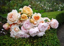 Знакомство с английскими розами
