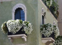 Растения для балконов