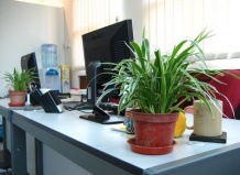 Ученые: В офисах с большим числом растений болеют меньше