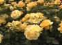 Международный конкурс «Золотая роза Баден-Бадена 2011»