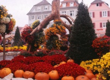 Фестиваль хризантем в Германии
