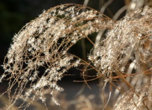 Декоративные травы зимой