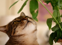 Растения, опасные для кошек
